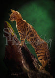 Personalized Oil Painting From Photos, handcraft art on Canvas-Show Case BPM101341-20