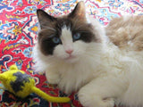 F&S Gift Store Pet portrait Cat art Custom portrait Custom pet portrait Custom pet painting Custom animal painting Custom dog portrait Unique gifts