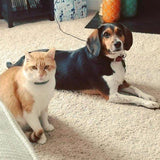 F&S Gift Store Personalized Pet Portraits: Two in One (Oil on Canvas)