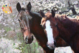 F&S Gift Store Custom Horse Pet Portrait From Your Photos