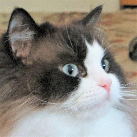 F&S Gift Store Pet portrait Cat art Custom portrait Custom pet portrait Custom pet painting Custom animal painting Custom dog portrait Unique gifts