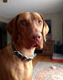 F&S Gift Store Vizsla, Viszla, Visla, Vizla, Original oil painting for sale, pet portrait, custom pet painting, custom dog drawing, dog art, 11x14