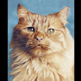Personalized Oil Painting From Photos, handcraft art on Canvas-Show Case PSR100555-12