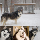 Personalized Oil Painting From Photos, handcraft art on Canvas-Show Case OMF101700-36