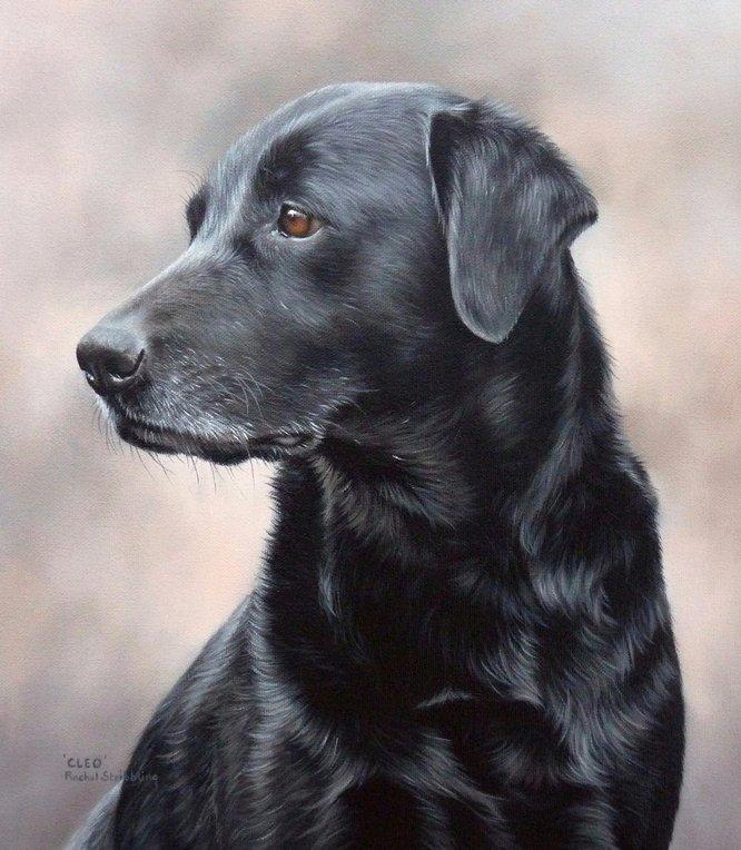 F&S Gift Store Custom Pet Portraits | Custom Pet Paintings | Oil Paintings on Canvas | Animal Paintings | Dog Paintings | Cat Paintings | Pet Art