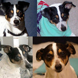 F&S Gift Store Pet portrait painting, Dog Portrait, Custom Dog Portrait - Jack Russell. 50% DEPOSIT. Handmade Custom pet portrait.