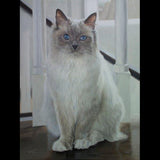 F&S Gift Store Custom Cat portrait, Pet portrait, Cat Painting - oil painting on canvas. 50% DEPOSIT. Handmade Custom pet portrait.
