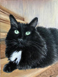 F&S Gift Store Custom pet portraits in oil - Great gifts for birthday or commemorative occasions