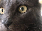 F&S Gift Store Hand Painted Commission Cat Oil Painting - Paint From Digital Photo , Custom Pet Art