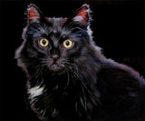 F&S Gift Store BlackCats, custom Pet Portrait Oil Painting by puci, 8x10"