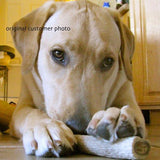 F&S Gift Store AngelicAgitator AUGIE, custom Pet Portraits in Oils by puci, 8x8 inches
