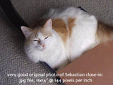 F&S Gift Store BoxBoy, CUSTOM Pet Portraits in Oils by puci, 10x12"