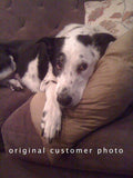 F&S Gift Store Our BELOVED PETS, custom Pet Portrait Oil Paintings by puci, 12x12"