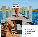 F&S Gift Store Golden LIVELY at the Lake Place, custom Pet Portrait Oil Painting by puci, 12x12"