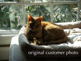 F&S Gift Store SunKissed Kitty, CUSTOM Cat Portrait Oil Painting by puci, 10x12"