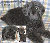 F&S Gift Store Puttin' Poodle, custom Pet Portrait Oil Painting, 8x8"