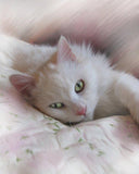 F&S Gift Store Custom cat portrait, realistic pet art, lifelike, hand painted, digital pet painting, on paper, from your photo, cat art, memorial portrait