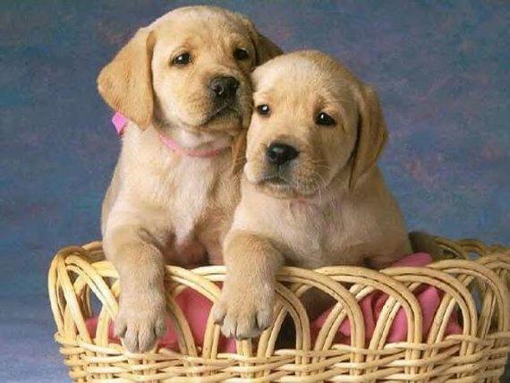 Personalized Oil Painting From Photos, handcraft art on Canvas-Show Case HCR101710-12
