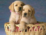 F&S Gift Store Dog portrait from photo, large oil painting on canvas. 100% money back guarantee