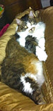 F&S Gift Store Custom Pet Portrait examples: Simon oil paintings 6"X12" includes easel