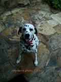 Personalized Oil Painting From Photos, handcraft art on Canvas-Show Case RHO101655-48