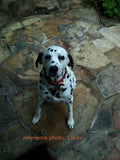 F&S Gift Store Dalmatian, PolitePooch, custom pet portrait oil painting by puci, 10x10"