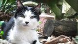 F&S Gift Store SAMPLE 11X14 Custom Original Oil on Panel Cat Memorial Portrait (SOLD)