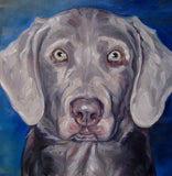 F&S Gift Store Silver Lab, custom Dog Portrait Oil Paintings by puci, 8x10"