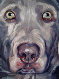 F&S Gift Store Silver Lab, custom Dog Portrait Oil Paintings by puci, 8x10"