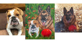 F&S Gift Store Custom Dog Portrait, Dog Painting, Custom Pet Painting, Dog Lover Gift, 11 x 14 (TWO Pets) Painting from Photo, Oil Painting