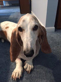 F&S Gift Store Basset Hound, custom dog Painting, pet portrait, portrait Commission, painting from a photo, dog art,Christmas gift idea, gift for mom, 8x10