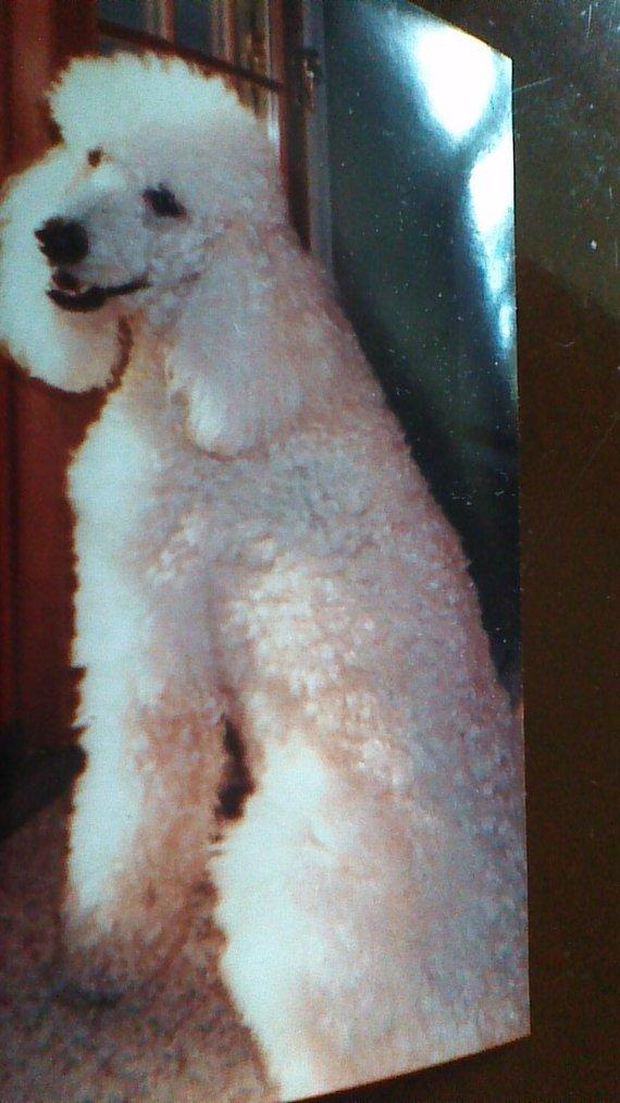 F&S Gift Store Commission Oil Painting Custom Pet Portrait of Handsome Proud Lyndon Original Oil Painting by Marlene Kurland 20x24 SOLD