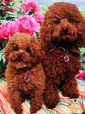 Personalized Oil Painting From Photos, handcraft art on Canvas-Show Case STM102243-12