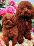 F&S Gift Store Pet Portrait - Poodle Custom Dog Portrait - Poodle Painting from your Photo - Portraits by NC