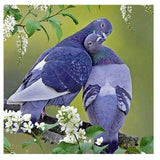 F&S Diamond Painting Store Pigeons 30x30cm
