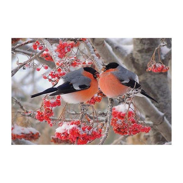 F&S Diamond Painting Store Two Birds on a Branch
